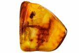Fossil Spider (Araneae) In Baltic Amber #109477-3
